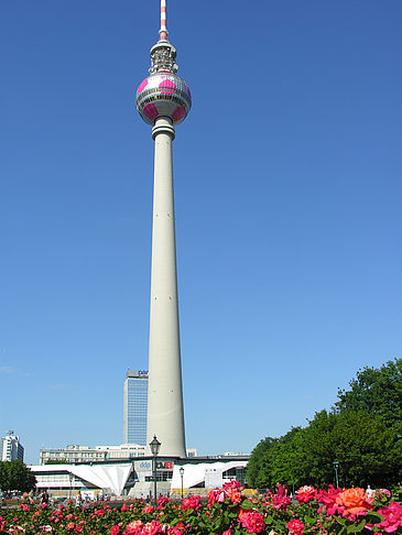 Foto Fernsehturm und Rosen - Berlin