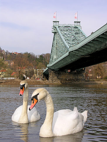 Foto Blaues Wunder - Dresden