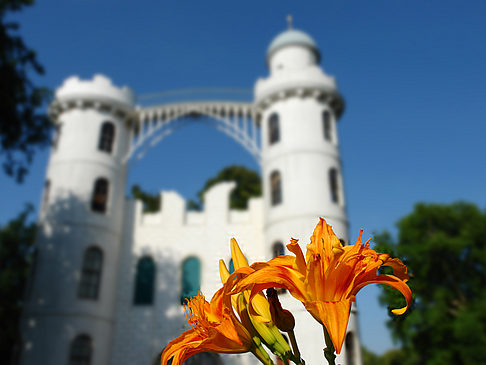 Blumen auf der Pfaueninsel