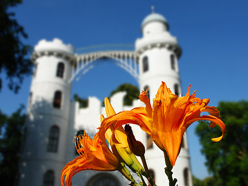 Blumen auf der Pfaueninsel Fotos