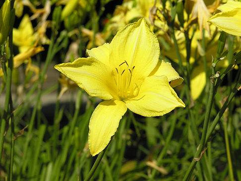 Foto Planten un Blomen - Wiese am Parksee